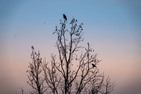 American Crows (?) in Silhouette