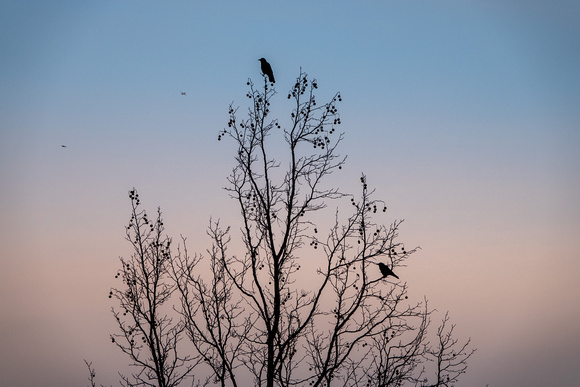 American Crows (?) in Silhouette