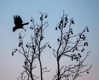 Departing American Crow (?)