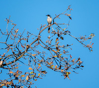 California Scrub Jay in Oak, in Autumn