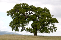 Lonely Oak with Leaves
