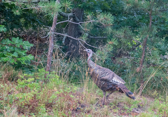 Wild Turkey (Meleagris gallopavo) in Natural Habitat