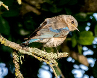 Western Bluebird (Sialia mexicana) (?)