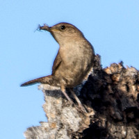 House Wren (Troglodytes aedon) with Insect