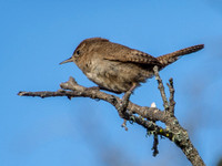 House Wren (Troglodytes aedon) with Tail Up