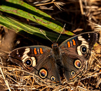 Common Buckeye Butterfly (Junoia coenia)