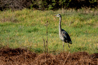 Great Blue Heron (Ardea herodias) Stands Near the Frog Pond