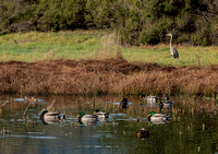 Great Blue Heron (Ardea herodias) and Mallard Ducks (Anas platyrhynchos) near the Frog Pond