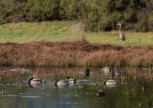 Great Blue Heron (Ardea herodias) and Mallard Ducks (Anas platyrhynchos) near the Frog Pond