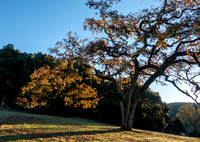 Valley Oak in Autumn