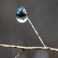 The World in a Dewdrop