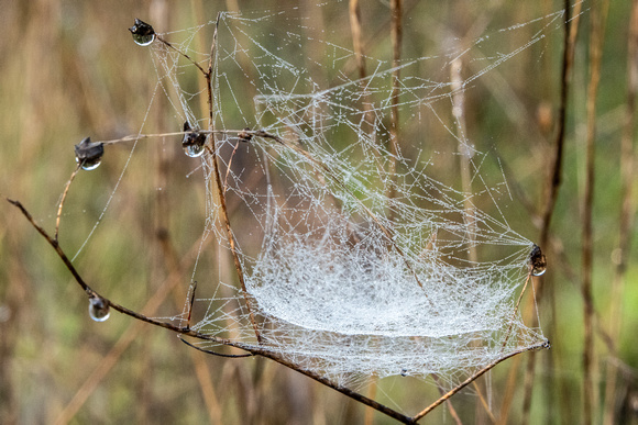 Spiderweb and Dewdrops
