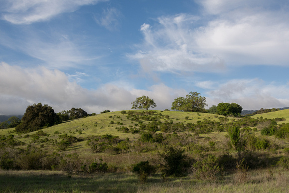 Valley Oak on Chaparral-covered Ridge
