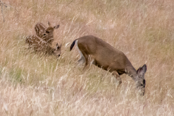 Deer and Fawns at Dawn
