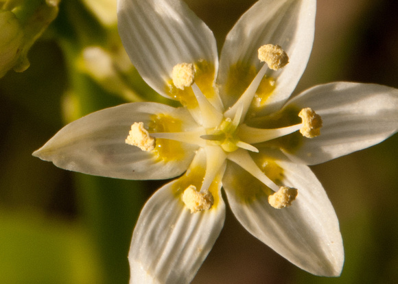 Fremont's Star Lily (Zigadenus fremontii) (detail of flower)