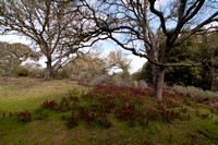 Indian Warrior (Pedicularis densiflora) beneath Valley Oaks