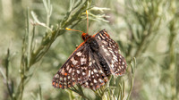 Variable Checkerspot Butterfly (Euphydryas chalcedona) on California Sagebrush (Artemesia californica)
