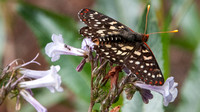Variable Checkerspot Butterfly (Euphydryas chalcedona) with Ant