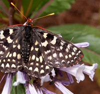 Closeup of Variable Checkerspot Butterfly (Euphydryas chalcedona)