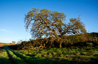 Valley Oaks (Quercus lobata) and Chaparral