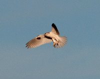 White-tailed Kite (Elanus leucurus), Kiting