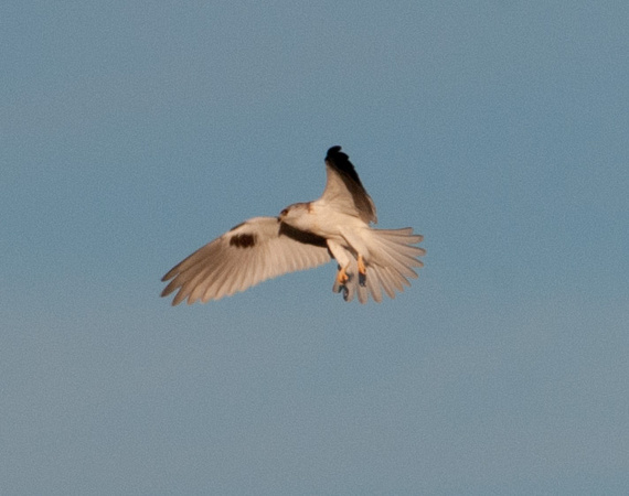 White-tailed Kite (Elanus leucurus), Kiting