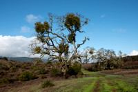 Valley Oaks with Mistletoe