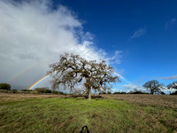 Double Rainbow with Lone Valley Oak