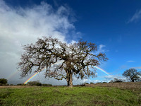 Lone Valley Oak (Quercus lobata) with Double Ranbow Skirt