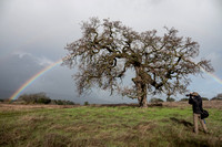 Lone Valley Oak, Rainbow, and Photographer