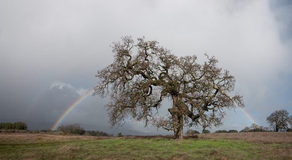 Rainclouds approach Lone Valley Oak (Quercus lobata)