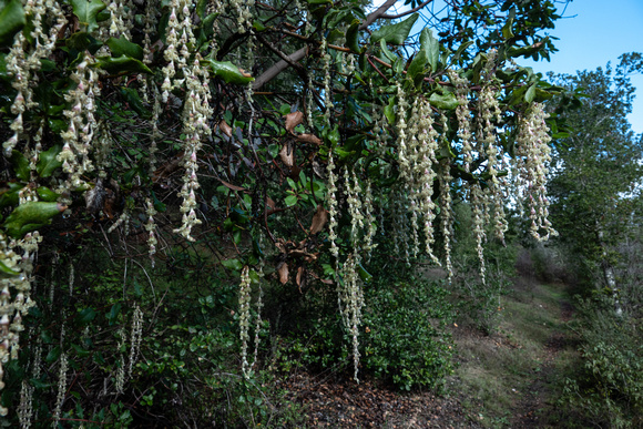 Coast Silk Tassel (Garrya elliptica) in Bloom