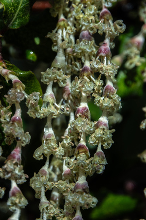 Blossoms of Coast Silk Tassel (Garrya elliptica)