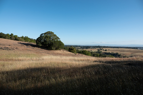 Jasper Ridge Grassland