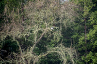 White-tailed Kite (Elanus leucurus) in Bare Valley Oak (Quercus lobata) overlooking the Frog Pond
