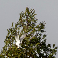 White-tailed Kite (Elanus leucurus), Landing