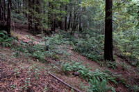 Redwoods and Ferns