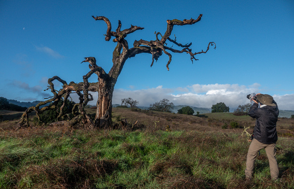 Photographing an old Valley Oak, and the Moon