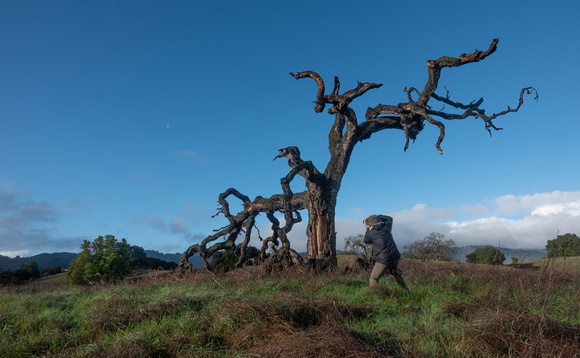 Photographer, Phaonopepla Tree, Moon