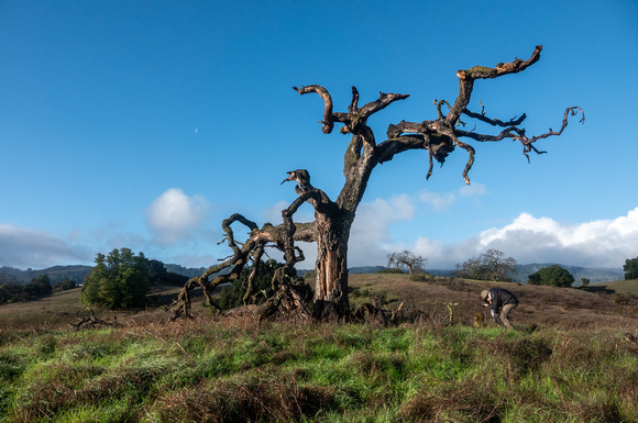 Photographing an old Valley Oak, and the Moon