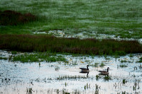 BONUS #2: Canada Geese in Frog Pond