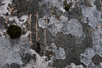 Climbing Tracks on Sandstone, with Lichen