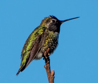 Anna's Hummingbird (Calypte anna) in Profile