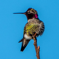 Male Anna's Hummingbird (Calypte anna) Showing Off