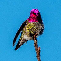 Male Anna's Hummingbird (Calypte anna) In Full Regalia