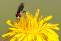 Beefly on Weedy Hawksbeard (Crepis vesicaria ssp. taraxacifolia)
