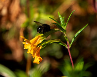 Native Bee on Sticky Monkeyflower