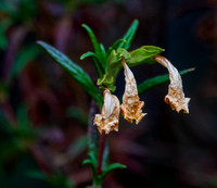 Sticky Monkeyflower (Mimulus aurantiacus var. aurantiacus)