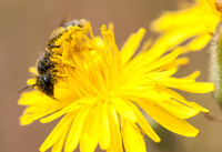 Pollen-covered Bee on Beaked Hawksbeard (Crepis vesicaria ssp, taraxacifolia)