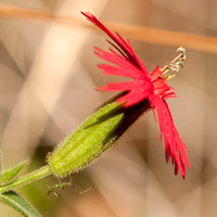 Insect on California Indian Pink (Silene californica)